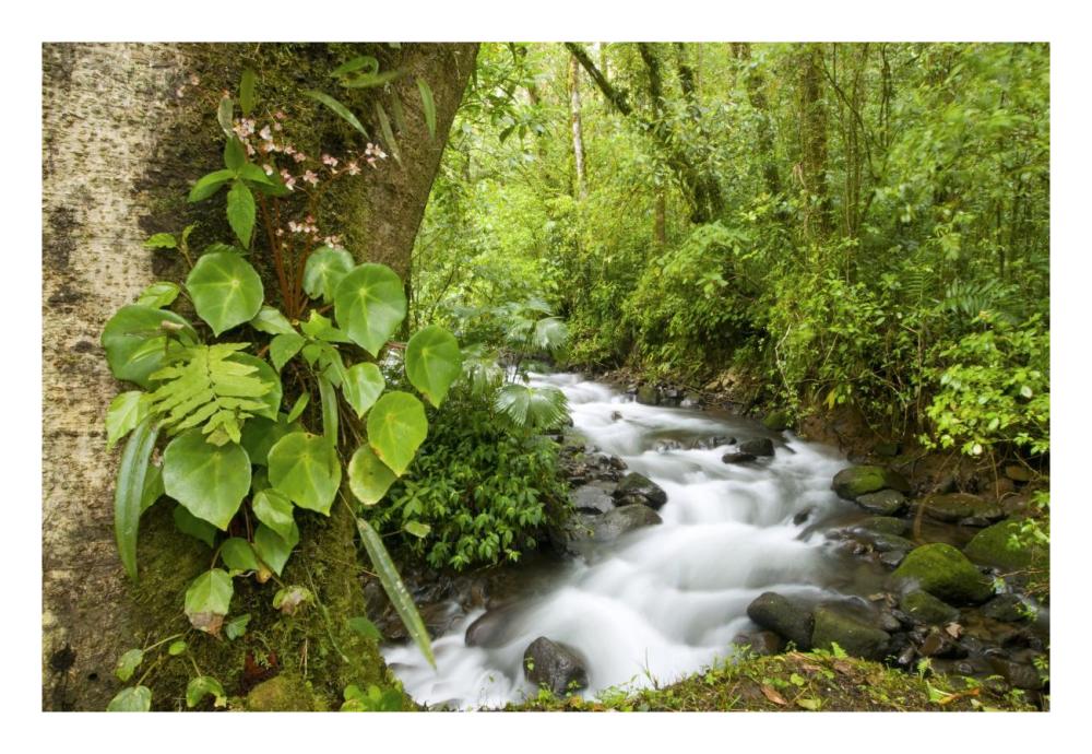 Creek Flowing Through Rainforest, Costa Rica-Paper Art-26X18