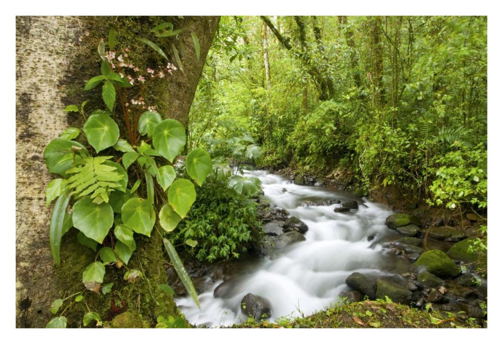 Creek Flowing Through Rainforest, Costa Rica-Paper Art-32X22