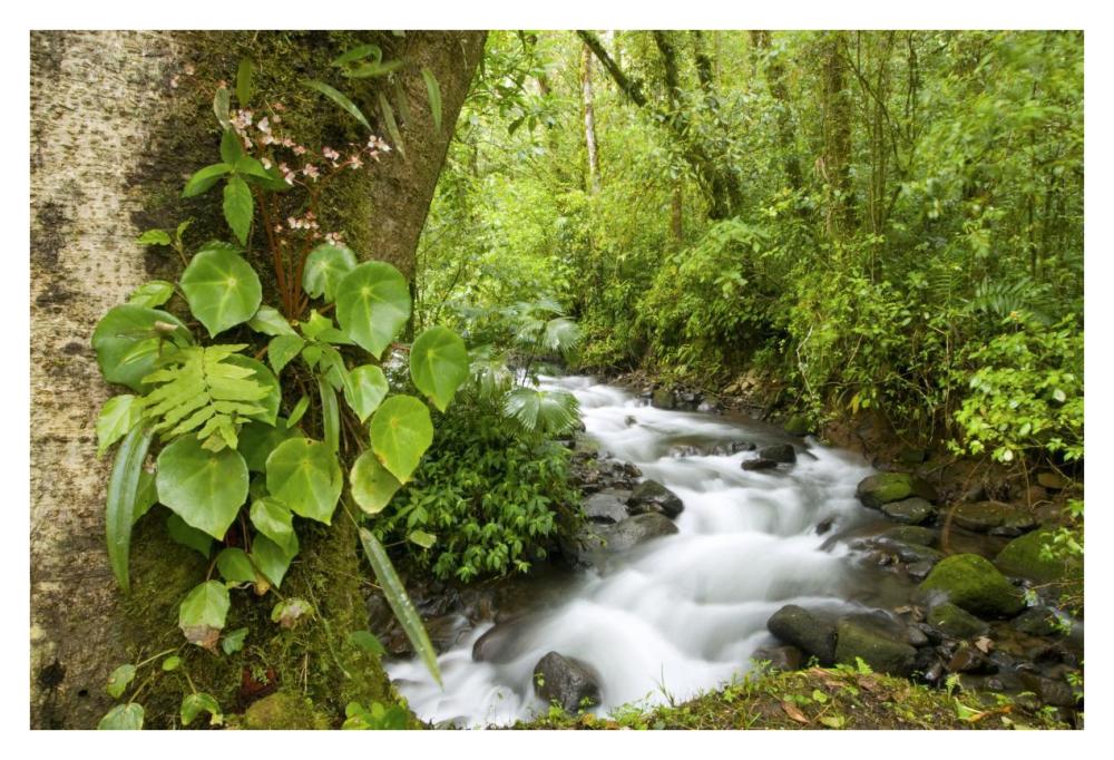 Creek Flowing Through Rainforest, Costa Rica-Paper Art-38X26