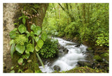 Creek Flowing Through Rainforest, Costa Rica-Paper Art-38X26