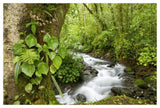 Creek Flowing Through Rainforest, Costa Rica-Paper Art-50X34