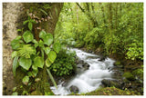 Creek Flowing Through Rainforest, Costa Rica-Paper Art-62X42