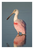 Roseate Spoonbill, Fort Myers Beach, Florida-Paper Art-18X26