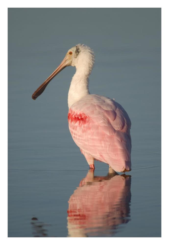 Roseate Spoonbill, Fort Myers Beach, Florida-Paper Art-22X32