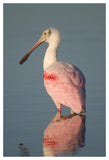 Roseate Spoonbill, Fort Myers Beach, Florida-Paper Art-34X50