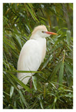 Cattle Egret In Breeding Plumage, Costa Rica-Paper Art-14X20