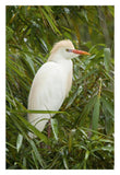 Cattle Egret In Breeding Plumage, Costa Rica-Paper Art-22X32