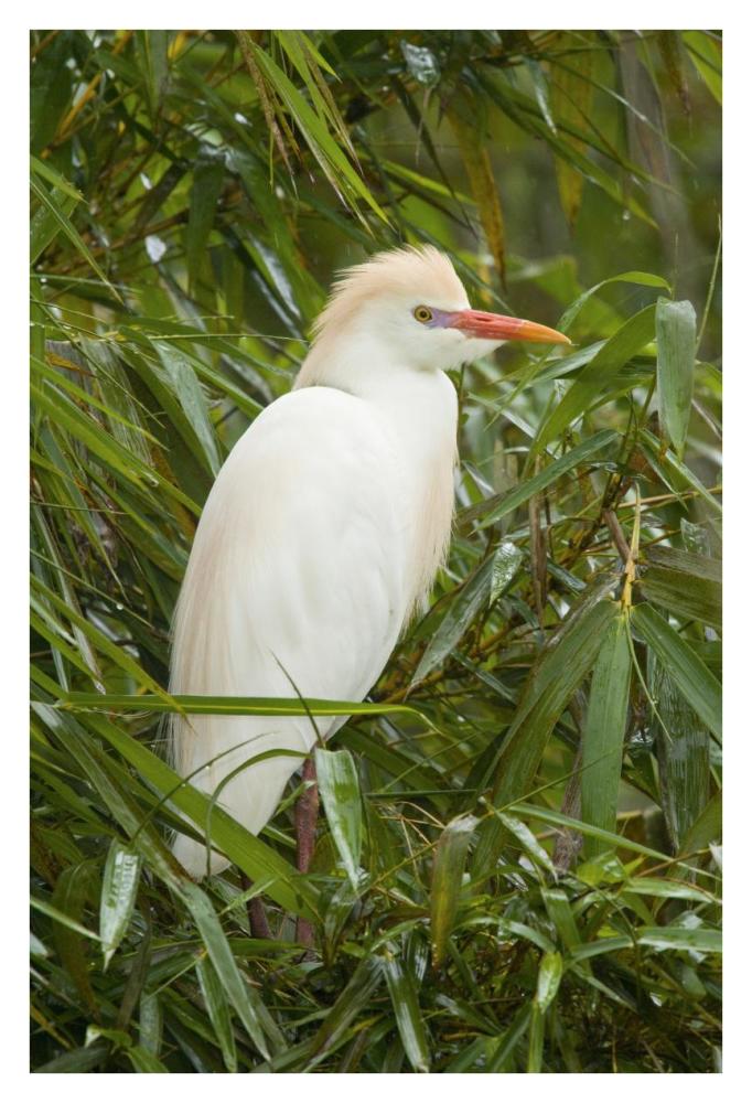 Cattle Egret In Breeding Plumage, Costa Rica-Paper Art-26X38