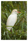 Cattle Egret In Breeding Plumage, Costa Rica-Paper Art-26X38