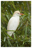 Cattle Egret In Breeding Plumage, Costa Rica-Paper Art-34X50