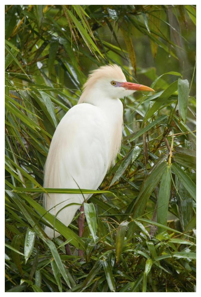 Cattle Egret In Breeding Plumage, Costa Rica-Paper Art-42X62