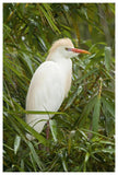 Cattle Egret In Breeding Plumage, Costa Rica-Paper Art-42X62