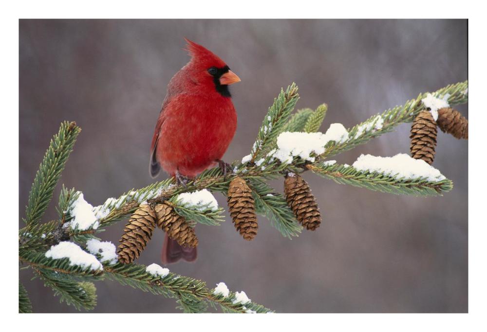 Northern Cardinal Male, South Lyon, Michigan-Paper Art-26X18