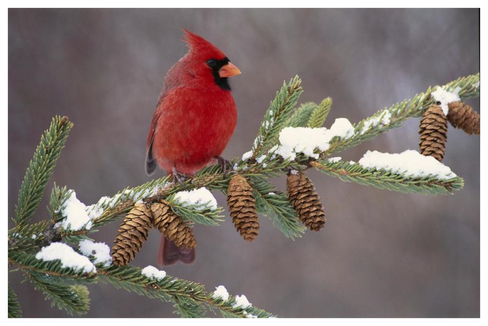 Northern Cardinal Male, South Lyon, Michigan-Paper Art-62X42