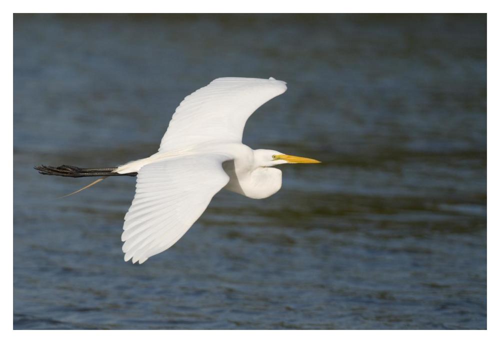 Great Egret Flying, Fort Myers Beach, Florida-Paper Art-20X14