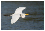Great Egret Flying, Fort Myers Beach, Florida-Paper Art-20X14
