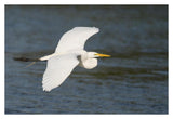 Great Egret Flying, Fort Myers Beach, Florida-Paper Art-38X26
