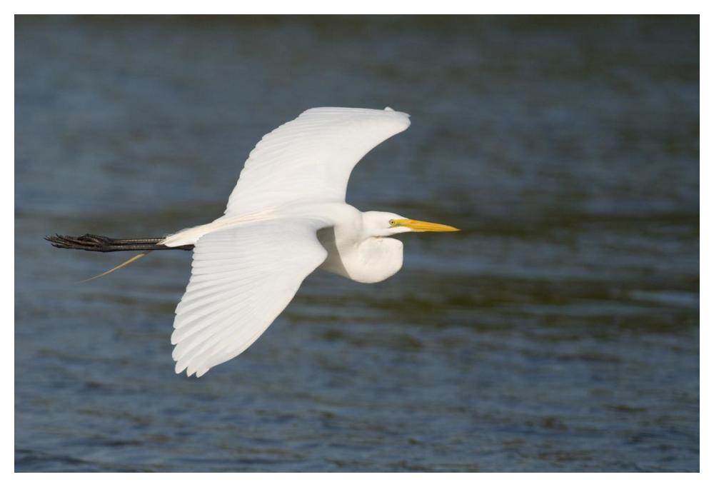 Great Egret Flying, Fort Myers Beach, Florida-Paper Art-50X34