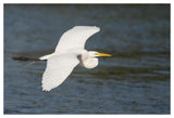 Great Egret Flying, Fort Myers Beach, Florida-Paper Art-50X34