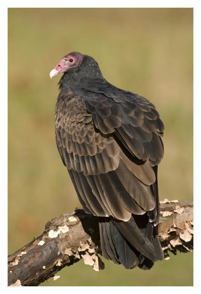 Turkey Vulture, Howell Nature Center, Michigan-Paper Art-14X20