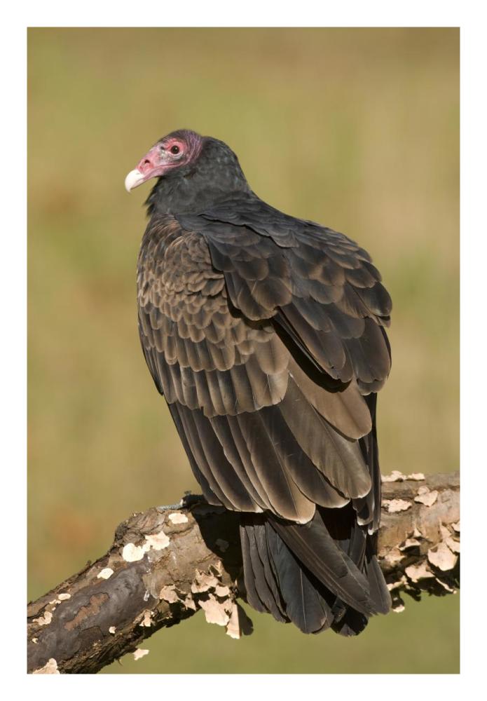 Turkey Vulture, Howell Nature Center, Michigan-Paper Art-18X26