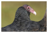 Turkey Vulture, Howell Nature Center, Michigan-Paper Art-38X26