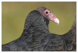Turkey Vulture, Howell Nature Center, Michigan-Paper Art-50X34