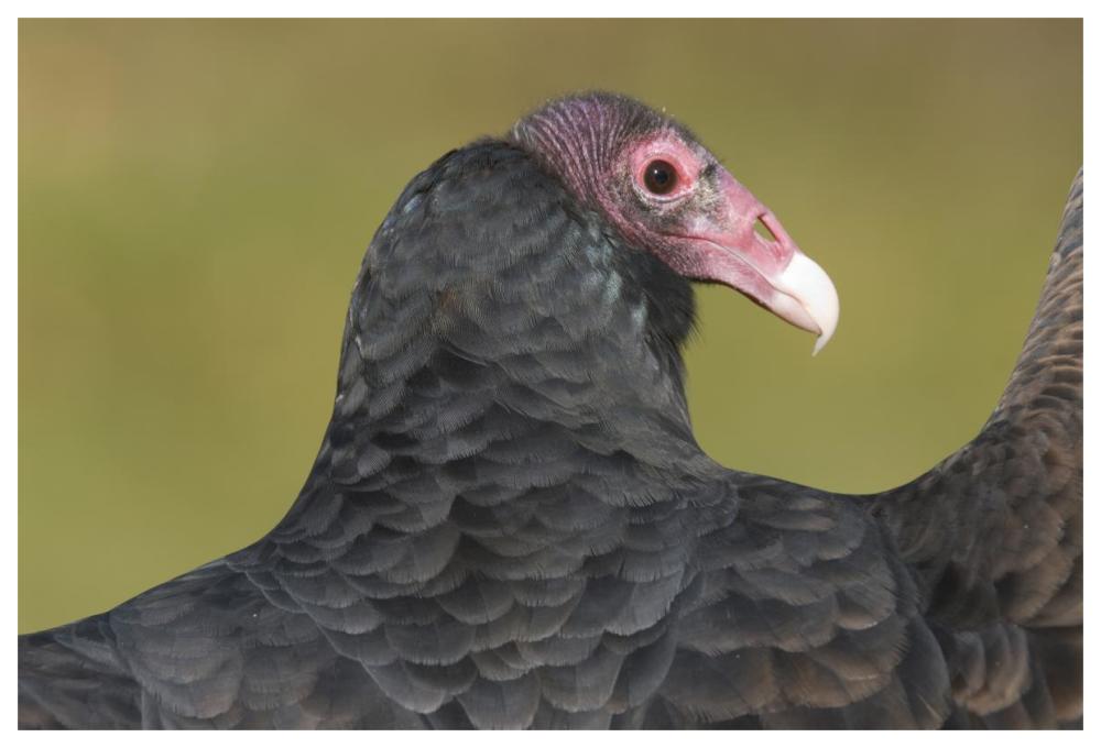 Turkey Vulture, Howell Nature Center, Michigan-Paper Art-62X42