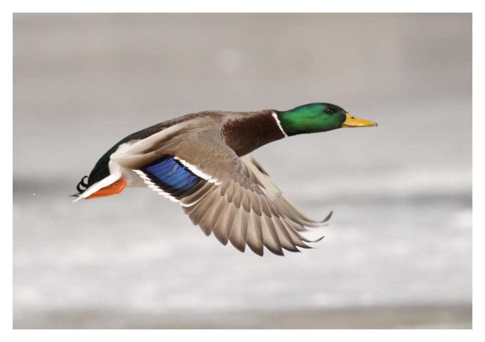 Mallard Male Flying, Belle Isle Park, Michigan-Paper Art-20X14