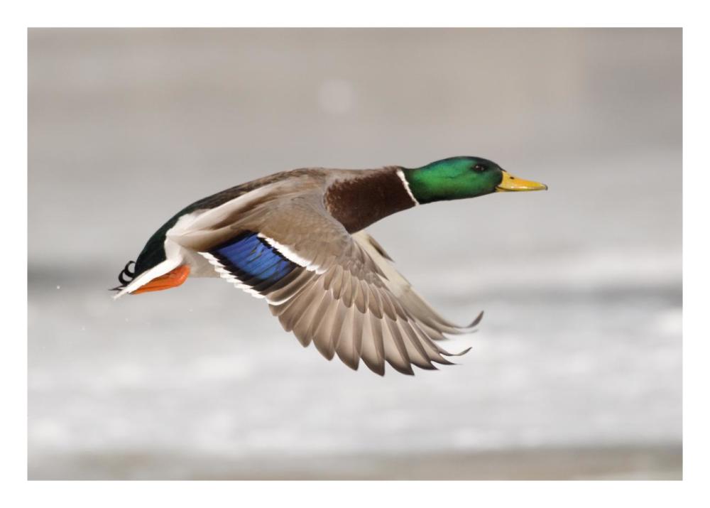 Mallard Male Flying, Belle Isle Park, Michigan-Paper Art-26X18