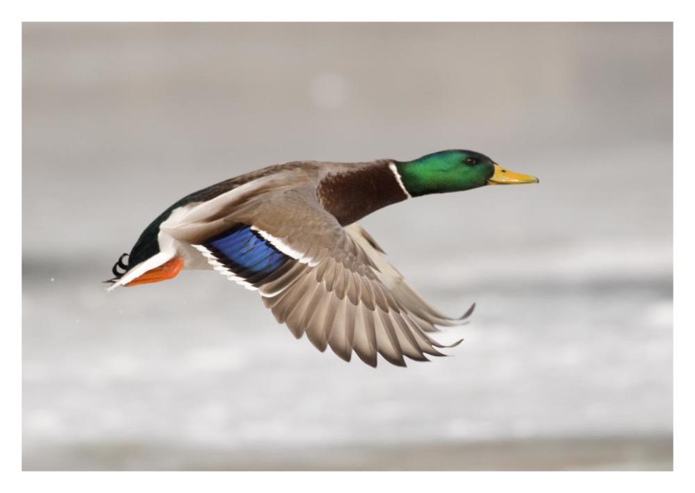 Mallard Male Flying, Belle Isle Park, Michigan-Paper Art-32X22