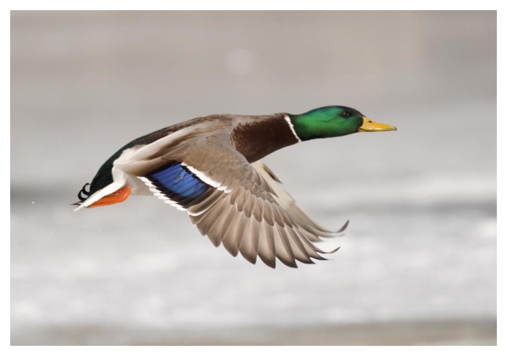 Mallard Male Flying, Belle Isle Park, Michigan-Paper Art-50X34