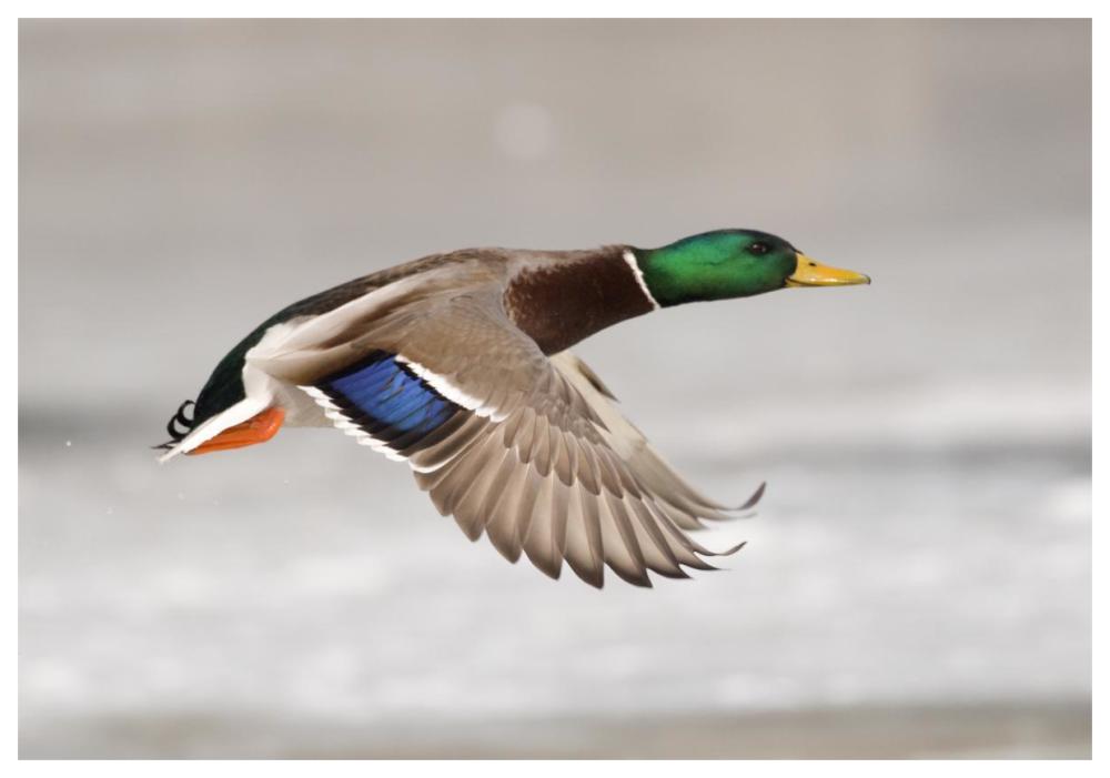 Mallard Male Flying, Belle Isle Park, Michigan-Paper Art-62X42