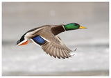 Mallard Male Flying, Belle Isle Park, Michigan-Paper Art-62X42