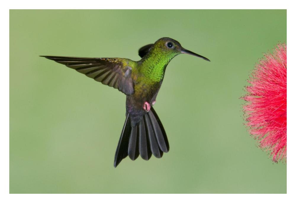 Red-Footed Plumeleteer Male Flying, Costa Rica-Paper Art-32X22