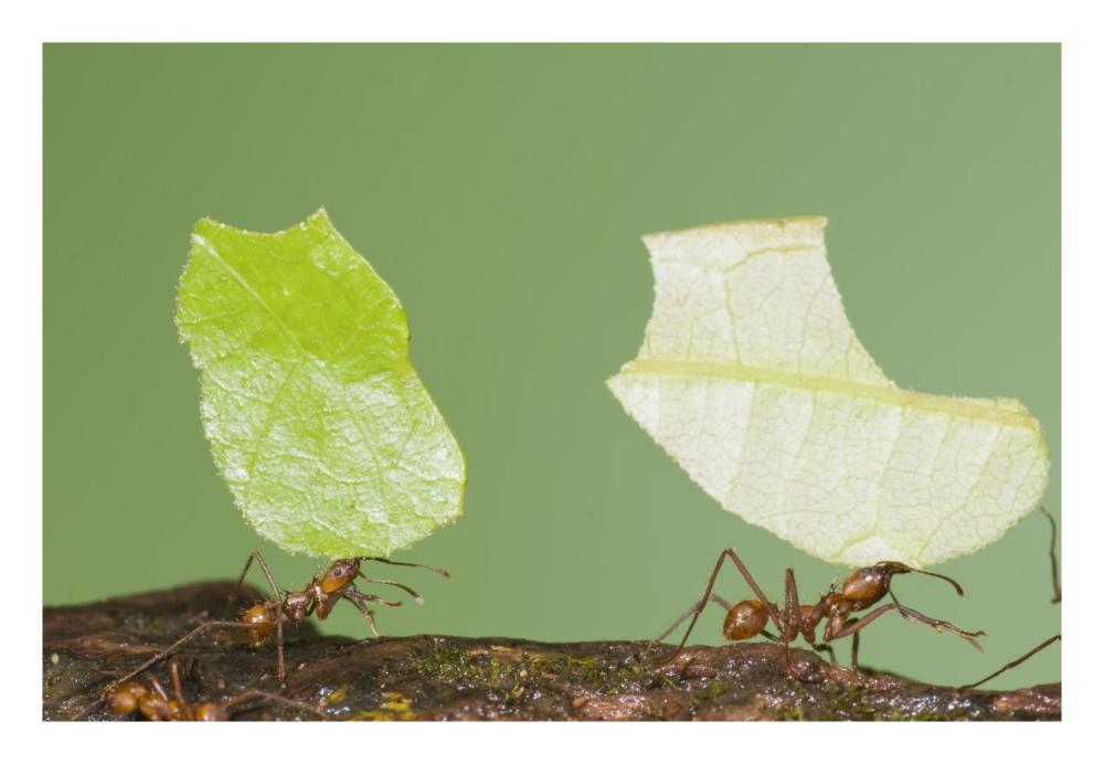 Leafcutter Ant Pair Carrying Leaves, Costa Rica-Paper Art-26X18