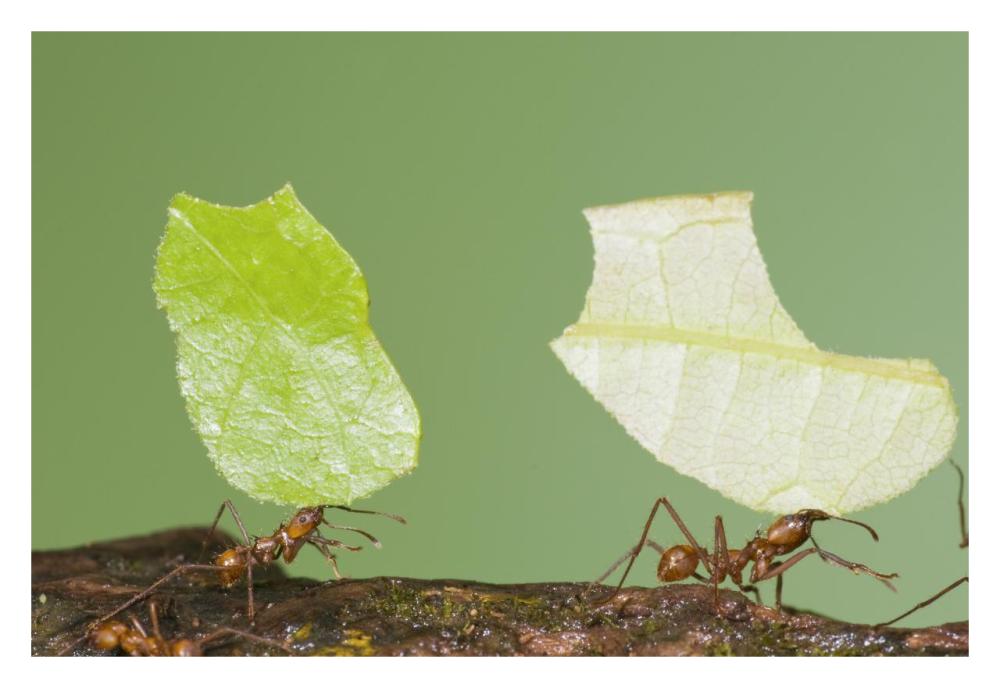 Leafcutter Ant Pair Carrying Leaves, Costa Rica-Paper Art-32X22
