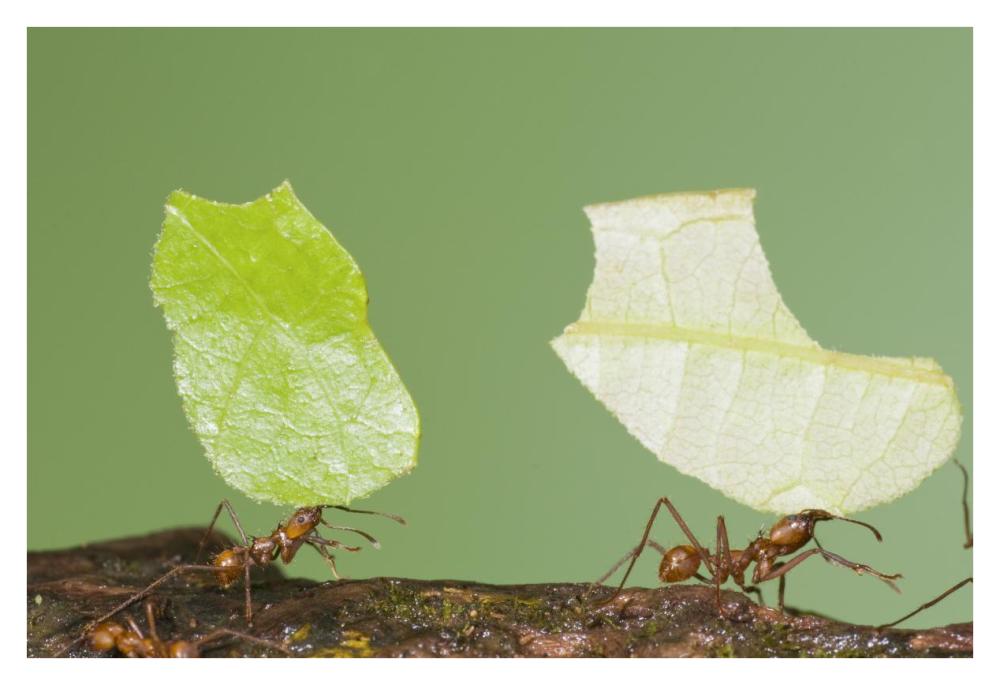Leafcutter Ant Pair Carrying Leaves, Costa Rica-Paper Art-38X26