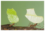 Leafcutter Ant Pair Carrying Leaves, Costa Rica-Paper Art-50X34