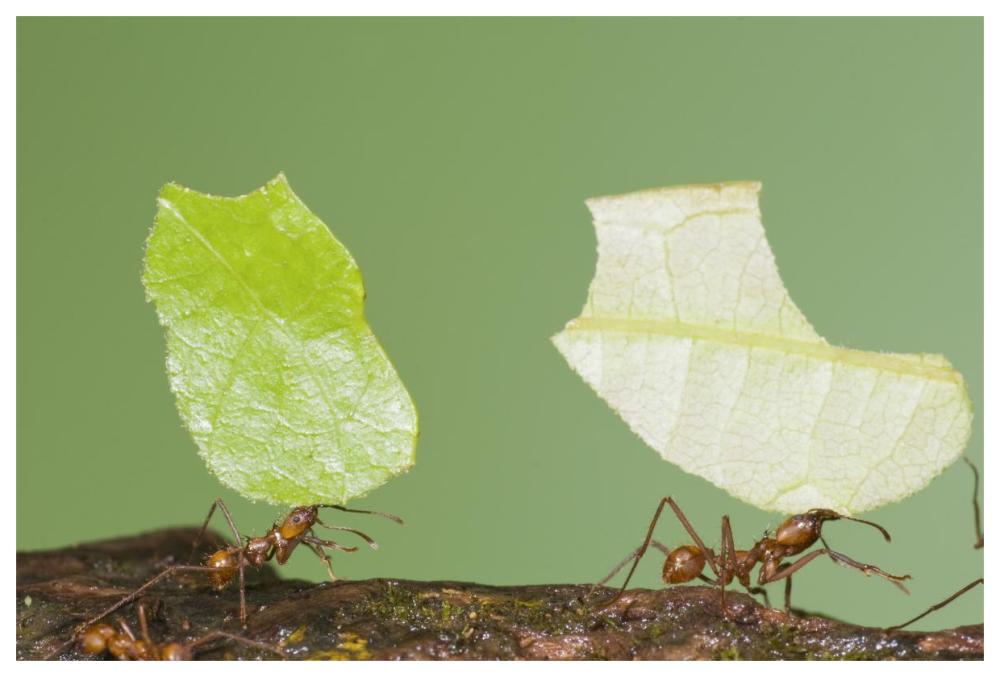 Leafcutter Ant Pair Carrying Leaves, Costa Rica-Paper Art-62X42
