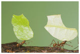 Leafcutter Ant Pair Carrying Leaves, Costa Rica-Paper Art-62X42