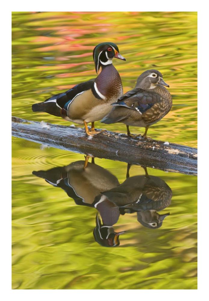 Wood Duck Pair, North Chagrin Reservation, Ohio-Paper Art-18X26