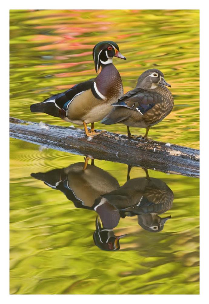 Wood Duck Pair, North Chagrin Reservation, Ohio-Paper Art-22X32