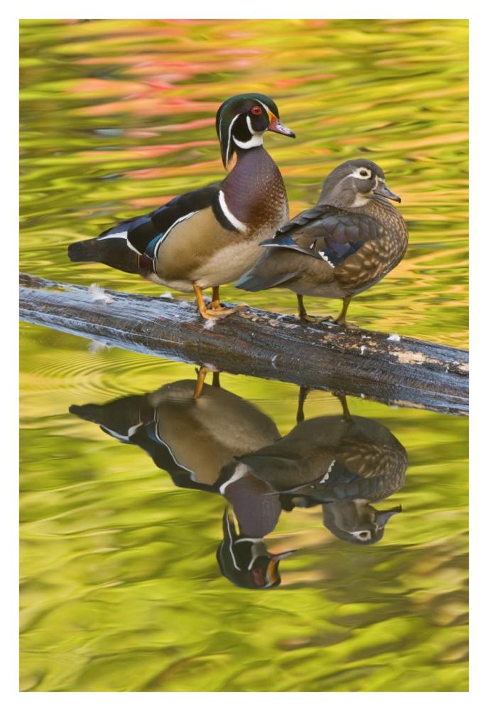 Wood Duck Pair, North Chagrin Reservation, Ohio-Paper Art-26X38