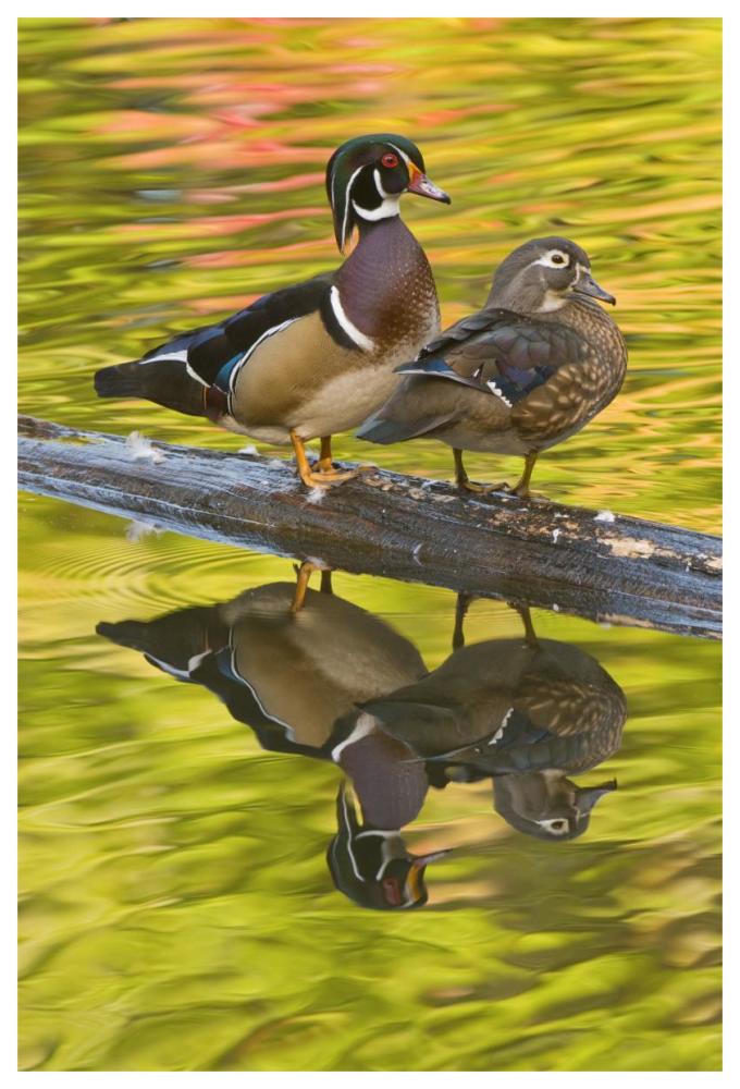 Wood Duck Pair, North Chagrin Reservation, Ohio-Paper Art-42X62