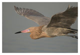 Reddish Egret Flying, Fort Desoto Park, Florida-Paper Art-20X14