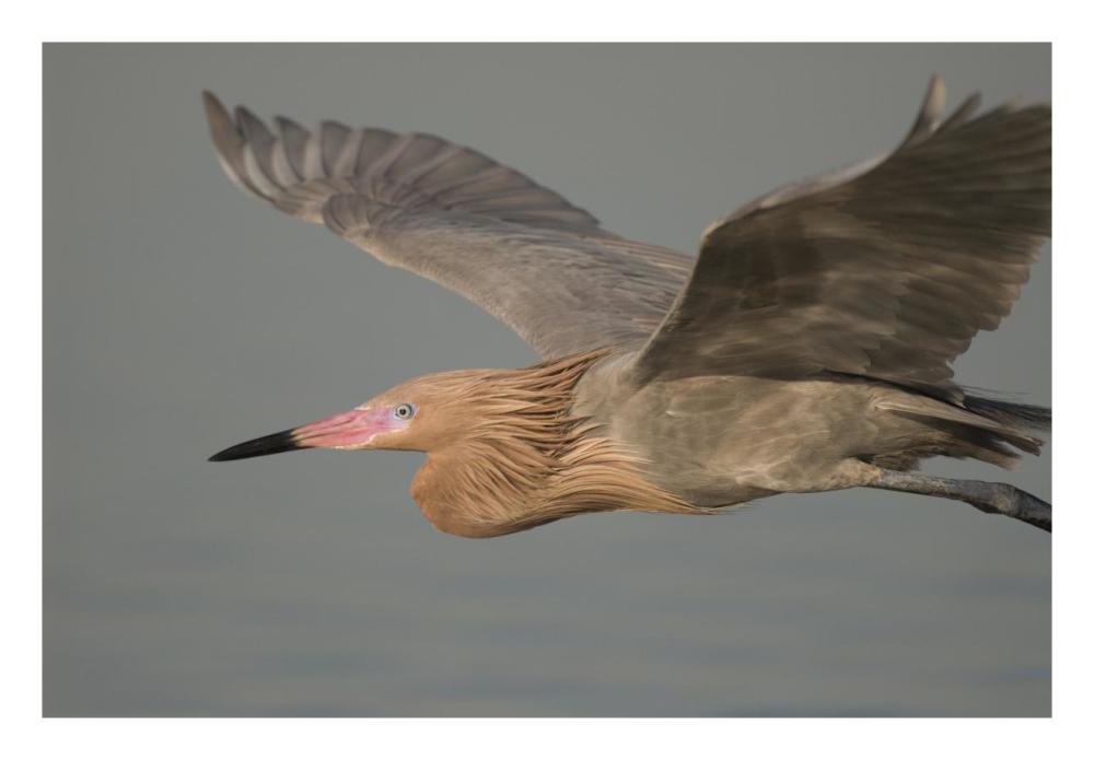 Reddish Egret Flying, Fort Desoto Park, Florida-Paper Art-26X18