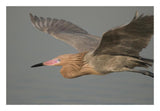 Reddish Egret Flying, Fort Desoto Park, Florida-Paper Art-26X18