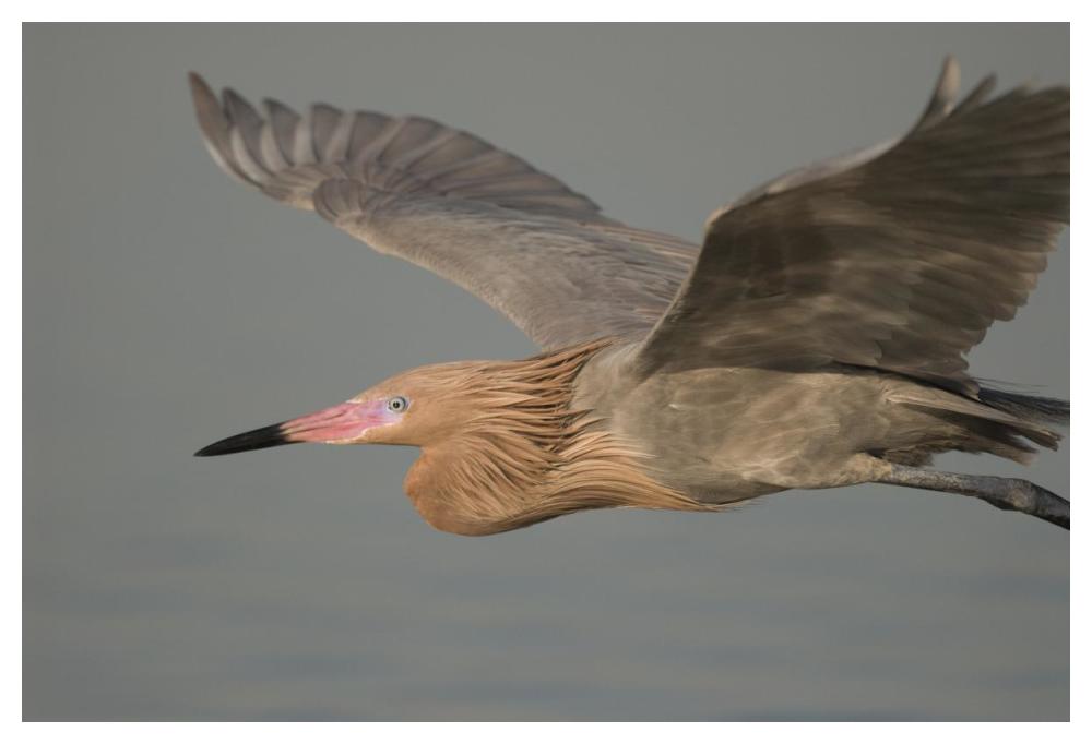 Reddish Egret Flying, Fort Desoto Park, Florida-Paper Art-50X34