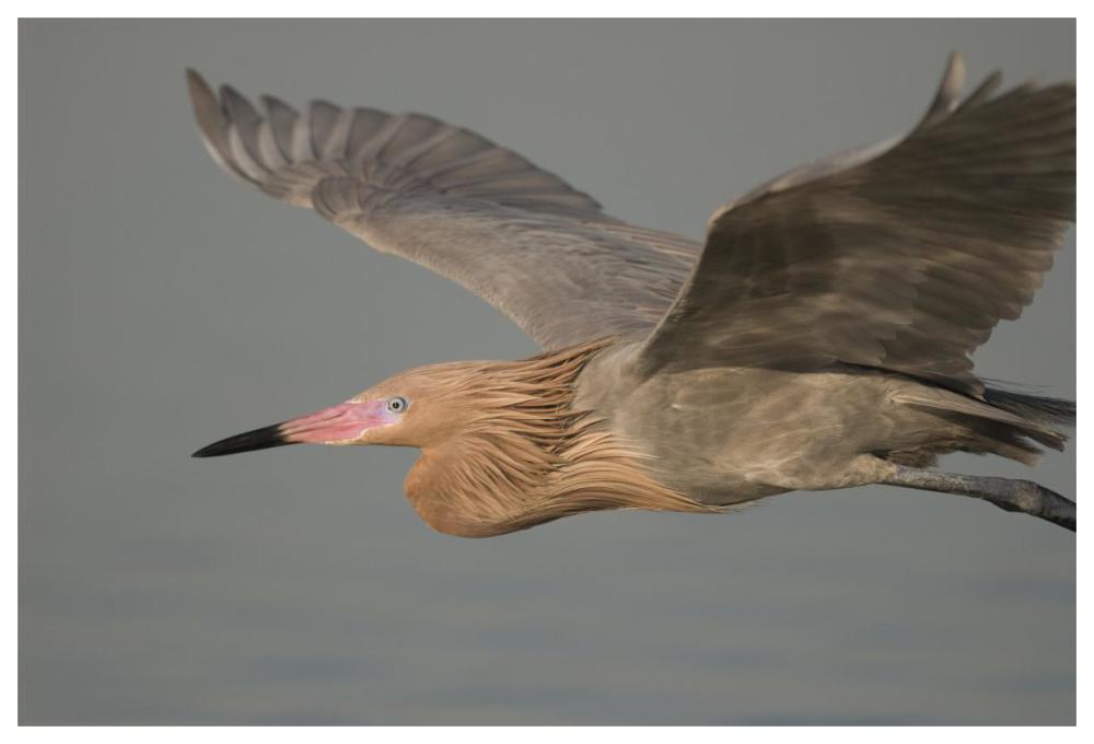 Reddish Egret Flying, Fort Desoto Park, Florida-Paper Art-62X42